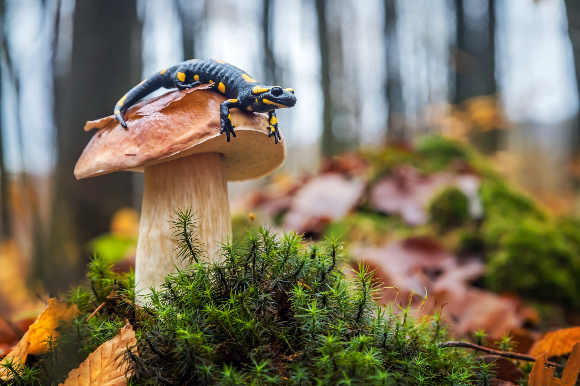 biodiversity