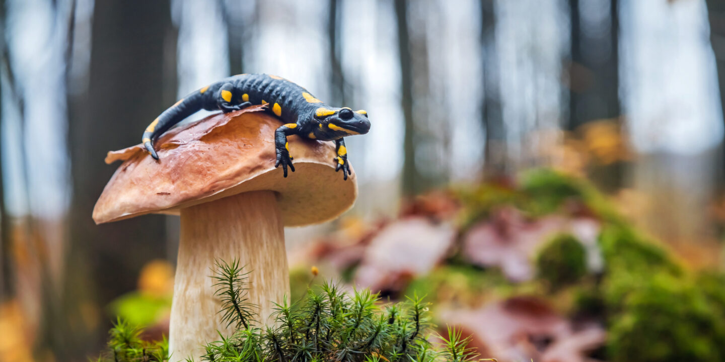 biodiversity