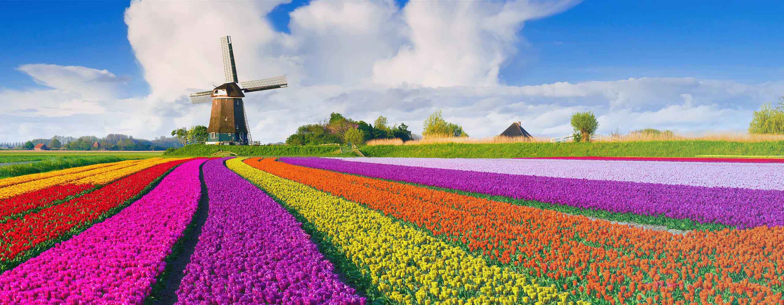 Netherlands-TopBanner-2880×1120 - IMD Business School