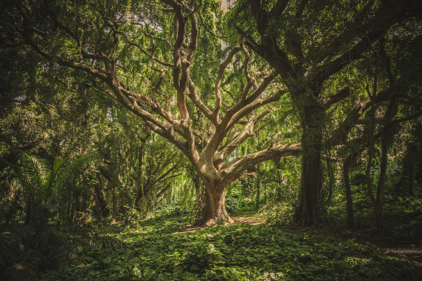 trees