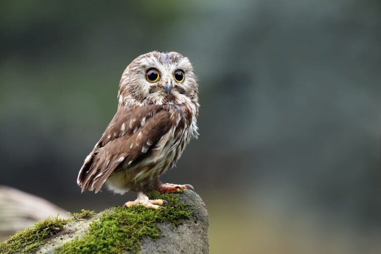 owl
