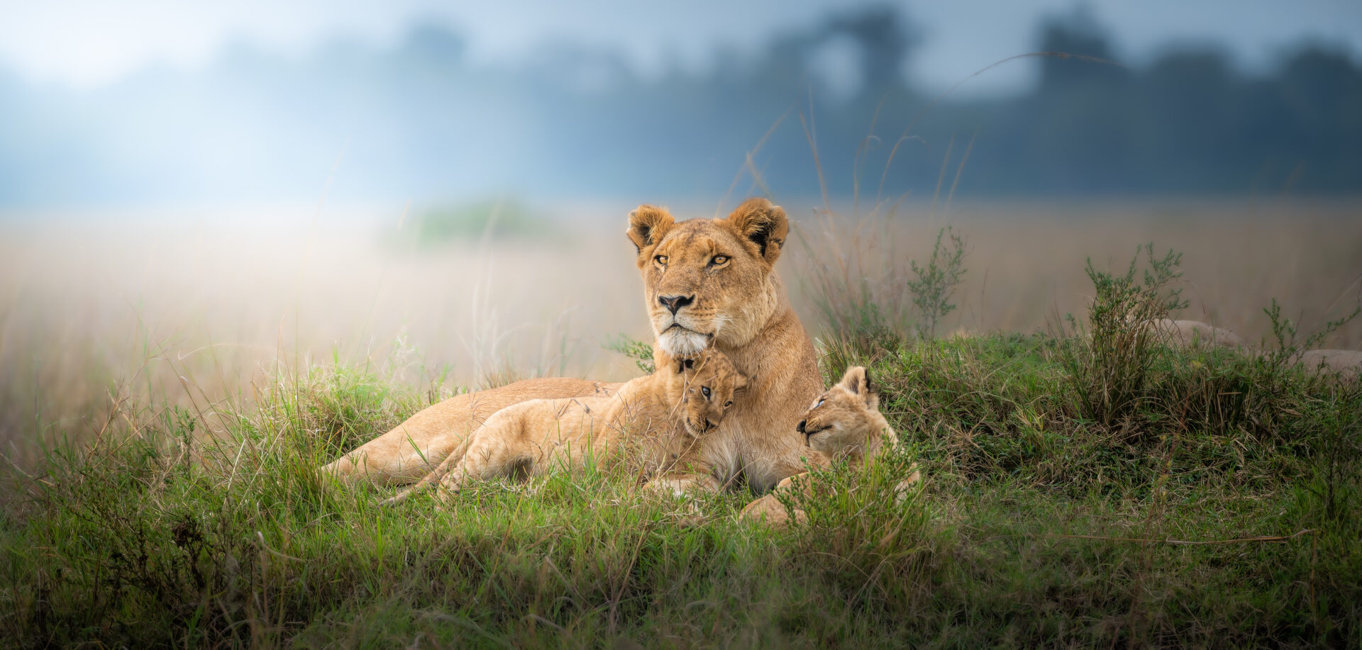 lioness with lion cub in the grass lioness
