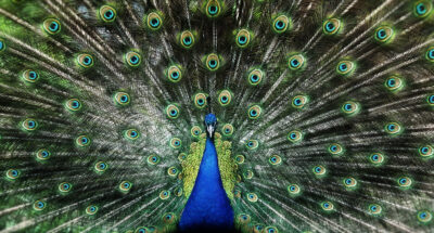Peacock leader narcissistic