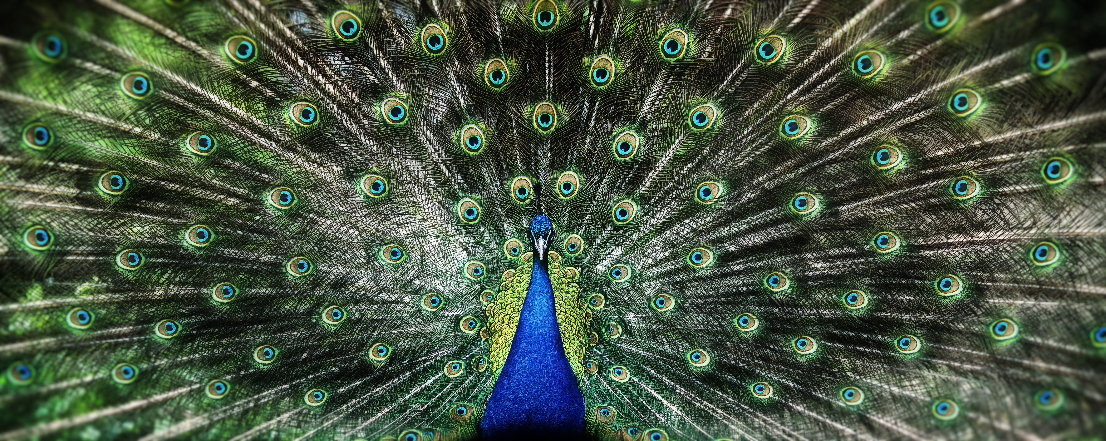 Peacock leader narcissistic