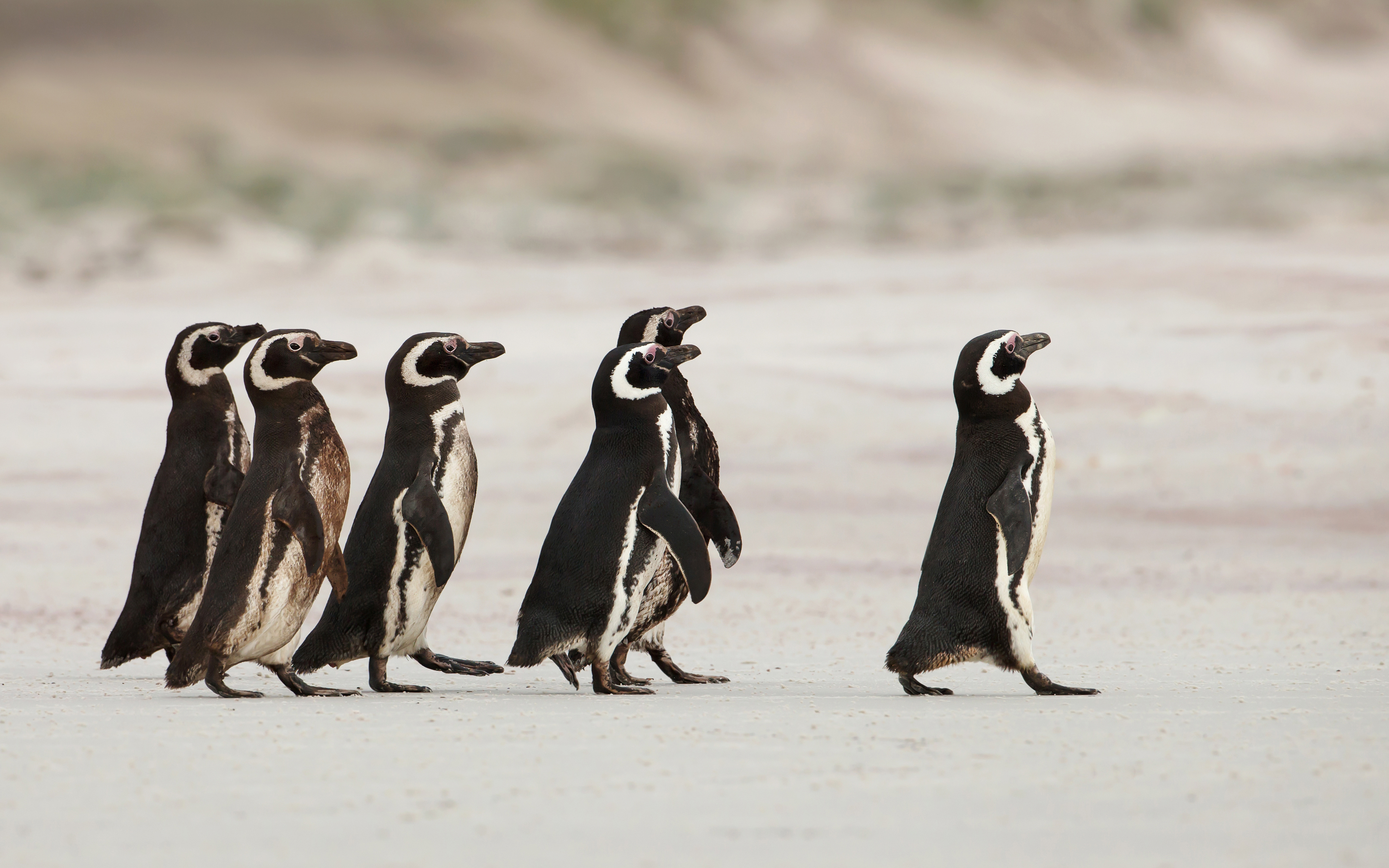 Magellanic penguins heading out to sea for fishing on a sandy be Apocalyptic leadership calls for a radical shift from a focus on material success and a dominating, power-over, win-at-all-costs mentality to a deeper understanding of the interconnectedness and intrinsic value of all life
