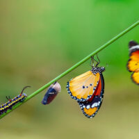 butterfly