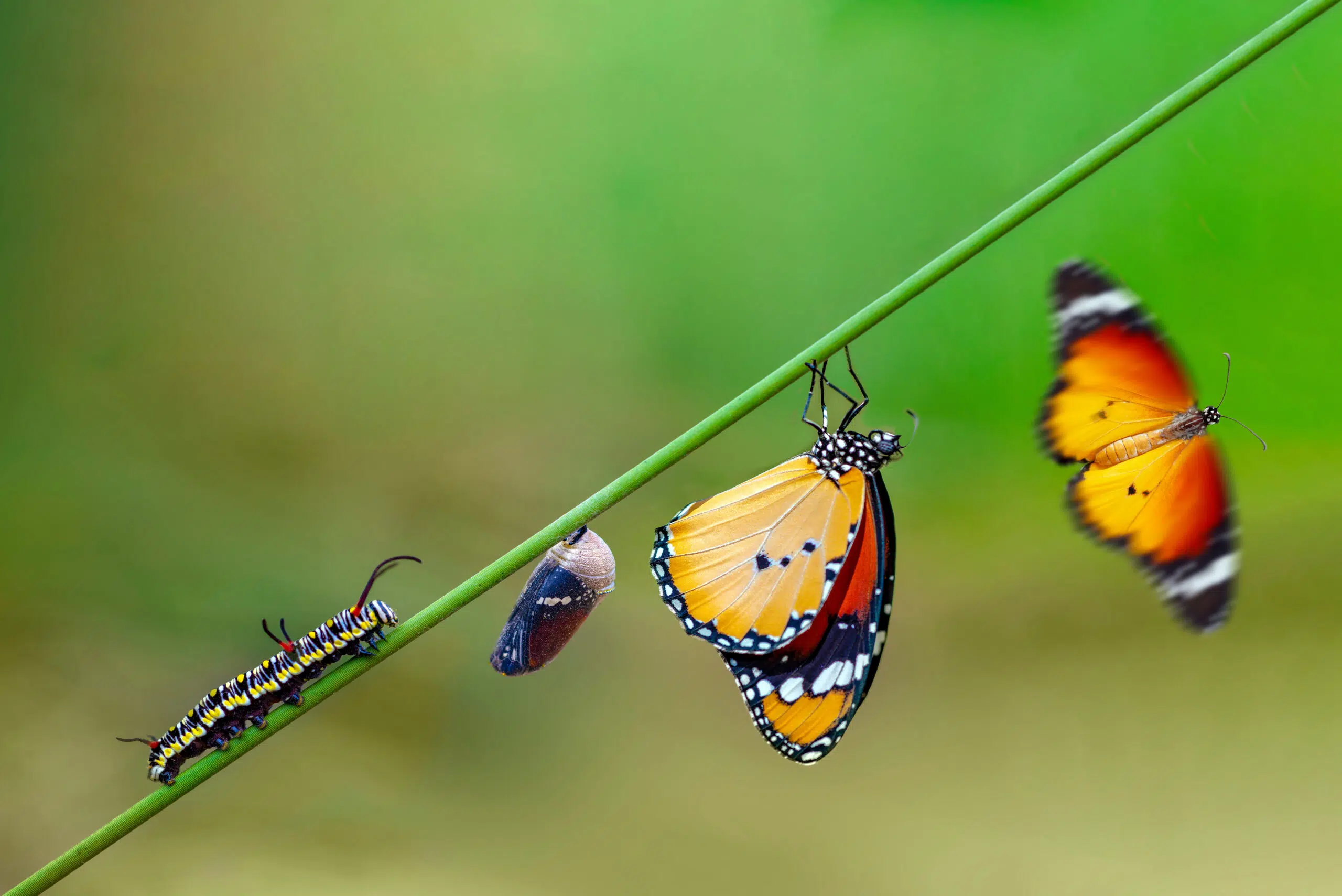 From caterpillar to butterfly: Three steps to transition from entrepreneur to investor