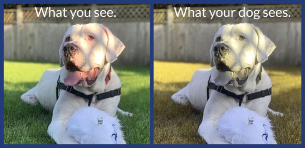 Images showing how dogs see colors - IMD Business School