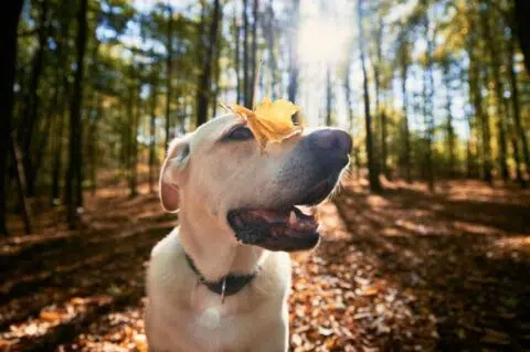 Happy dog with a leaf on his nose - IMD Business School