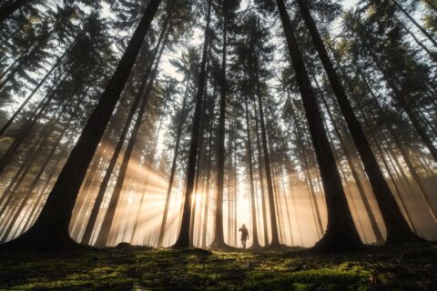 Forest horizon with sunlight shining between trees - IMD Business School