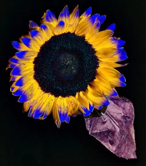 Tournesol - IMD Business School Sunflower with blue at the tip of the leaves - IMD Business School