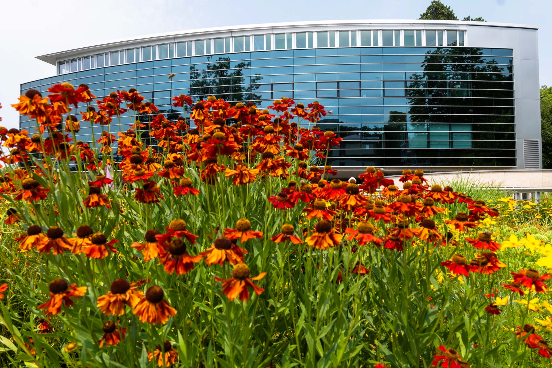 Flowerbeds - IMD Business School - IMD Business School