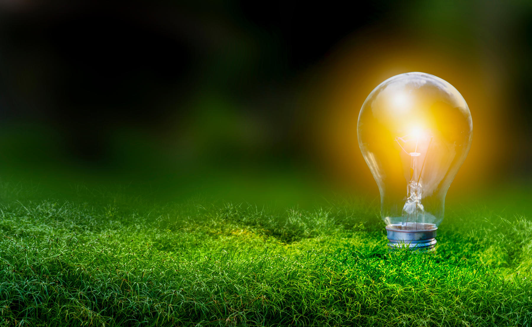 Renewable energy concept Earth Day or environment protection Hands protect forests that grow on the ground and help save the world.