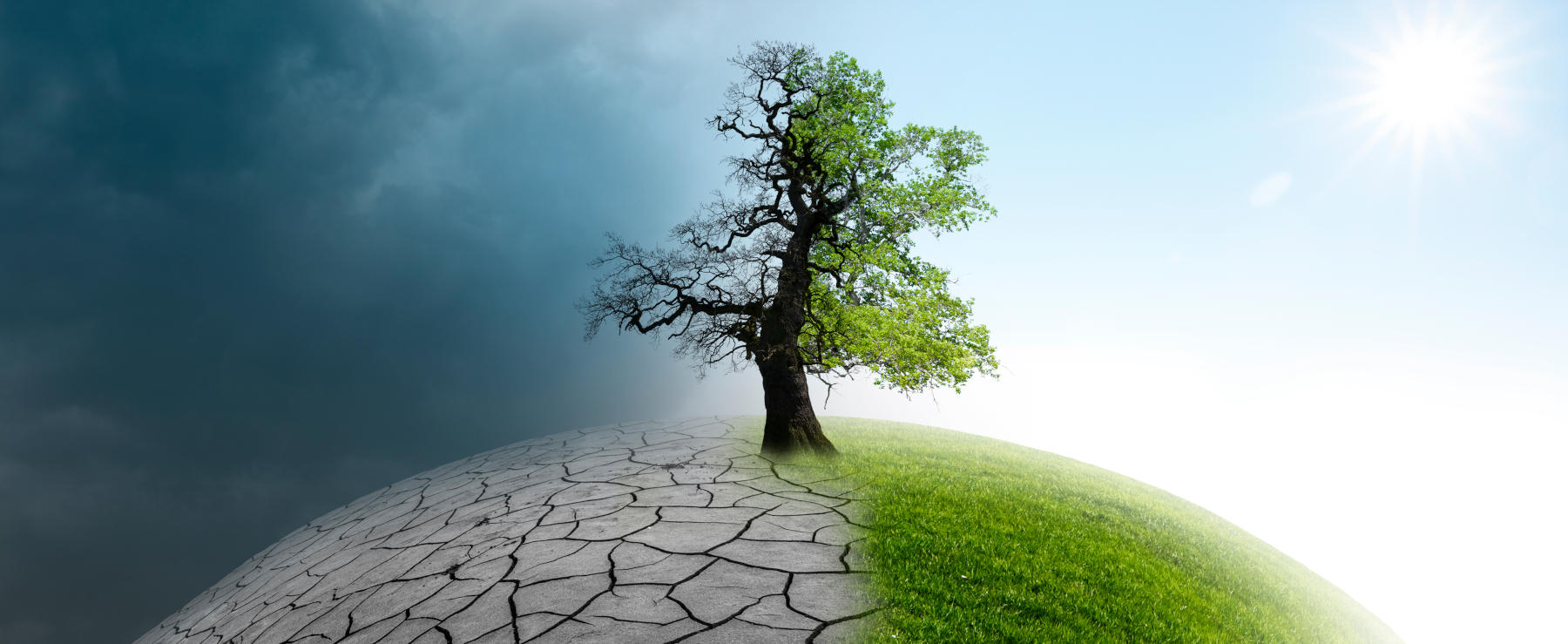Baum auf einer Weltkugel im Klimawandel
