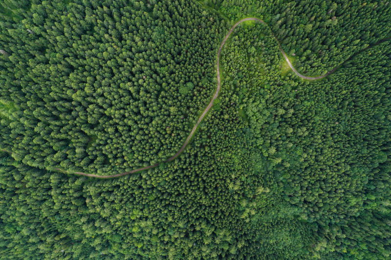 Aerial view of a road in a deep forest