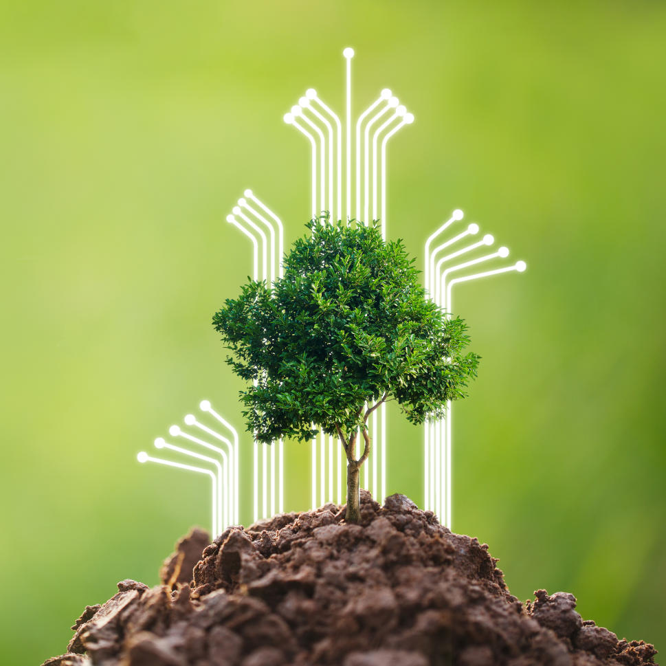 Doing CSR by planting trees, CSR concept and business planting saplings of trees