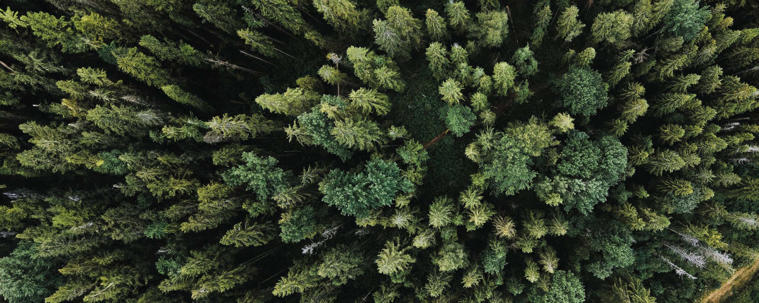 5_Keys_Forest_Olena_Bohovyk_via_unsplash