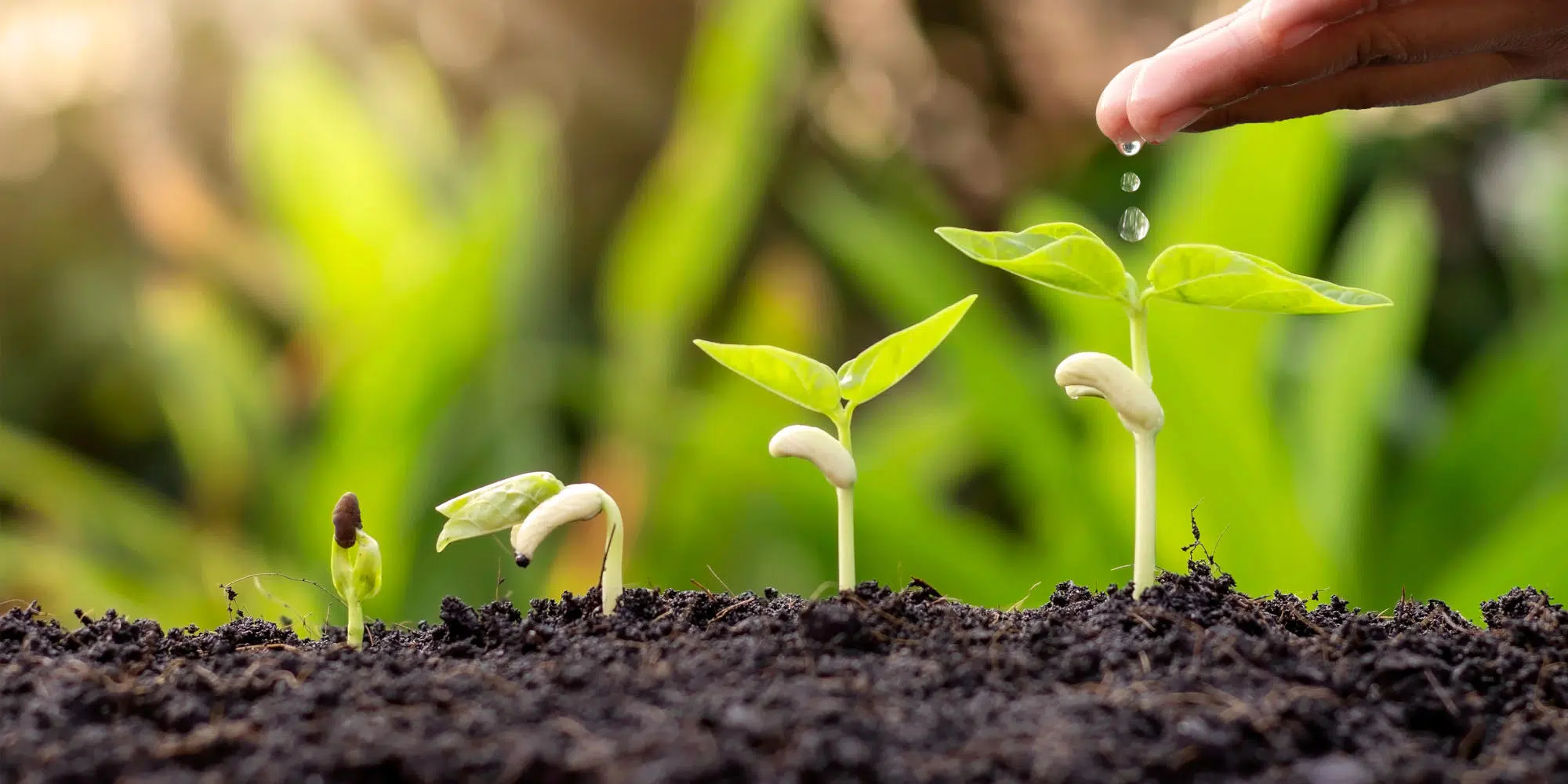 How Natura &Co and other eco-pioneers sowed the seeds of positive change