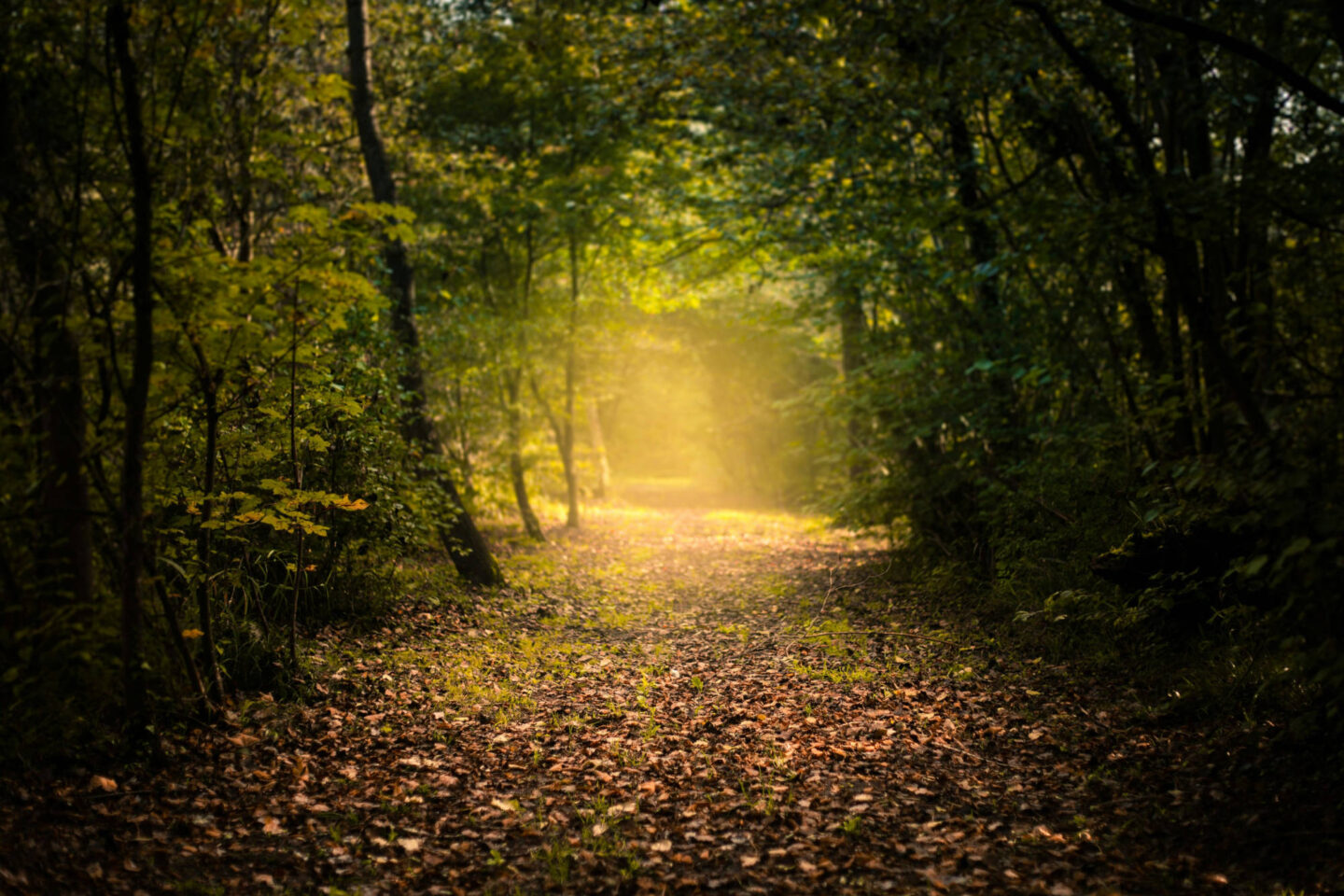 adrien-tutin-x8xJpClTvR0-unsplash-scaled