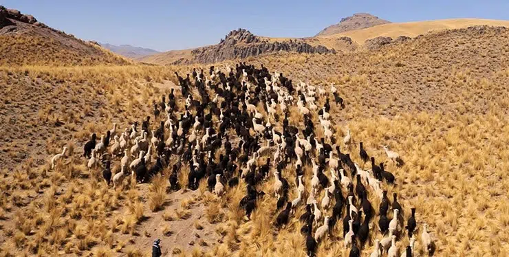 Not so black and white: Grupo Inca’s black alpaca dilemma (B)