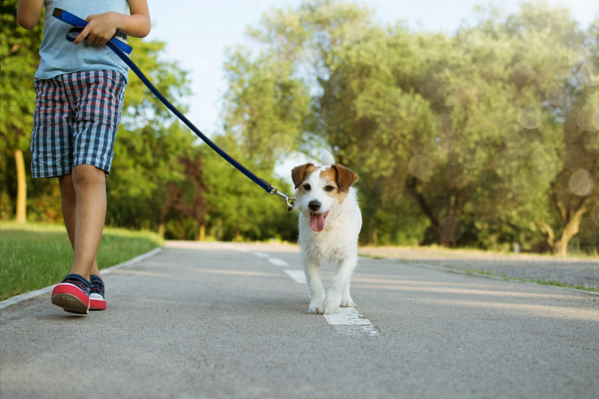Dog and little child walking at the park Obedience and friendship concept