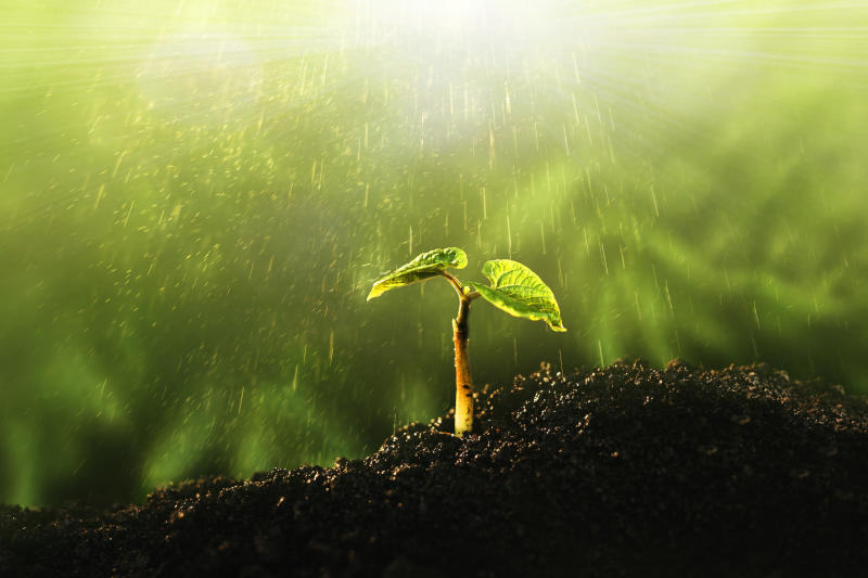 Young plant growing at sunlight Saving environment save clean