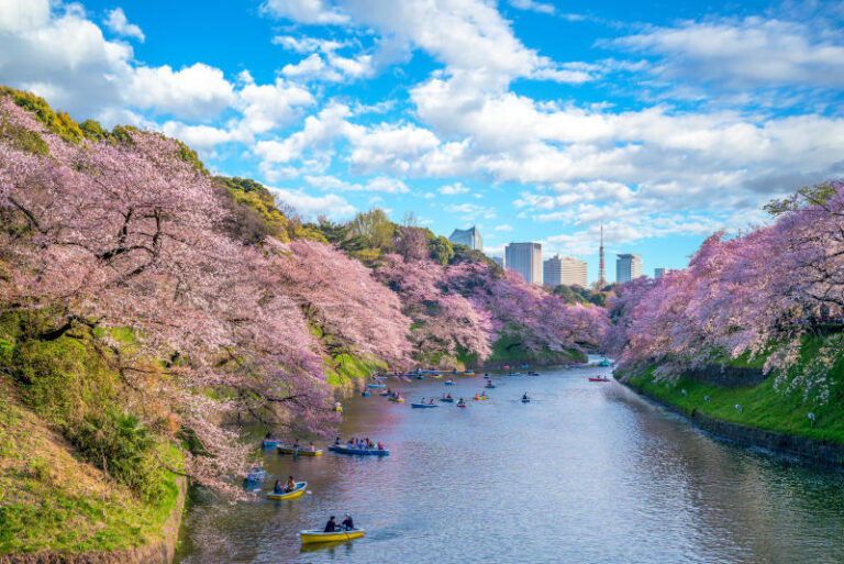 cherry blossom at chidori ga fuchi tokyo japan