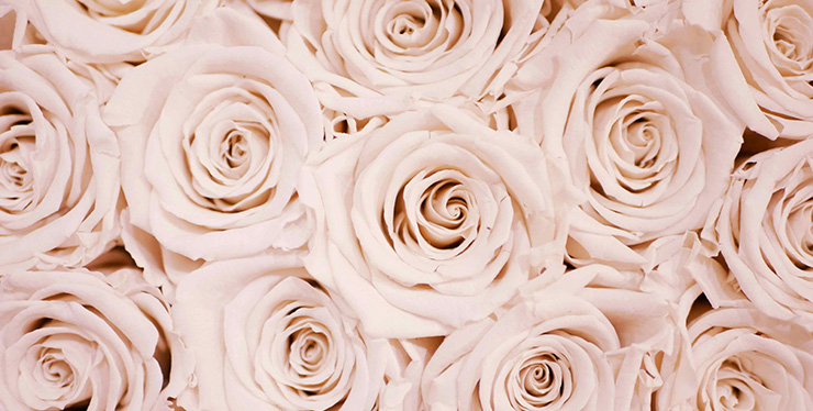 NEW-roses-lauza-loistl-pkFo3Lm-d0s-unsplash-scaled