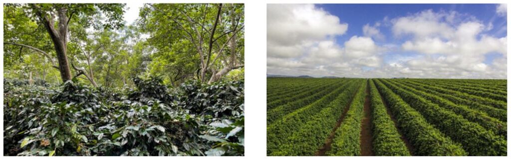 Slow Forest Coffee - Fig 1 - IMD Business School - IMD Business School