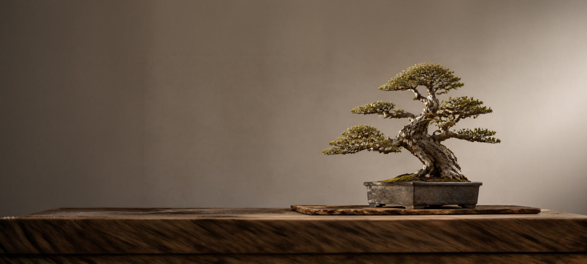 Bonsai tree on a table