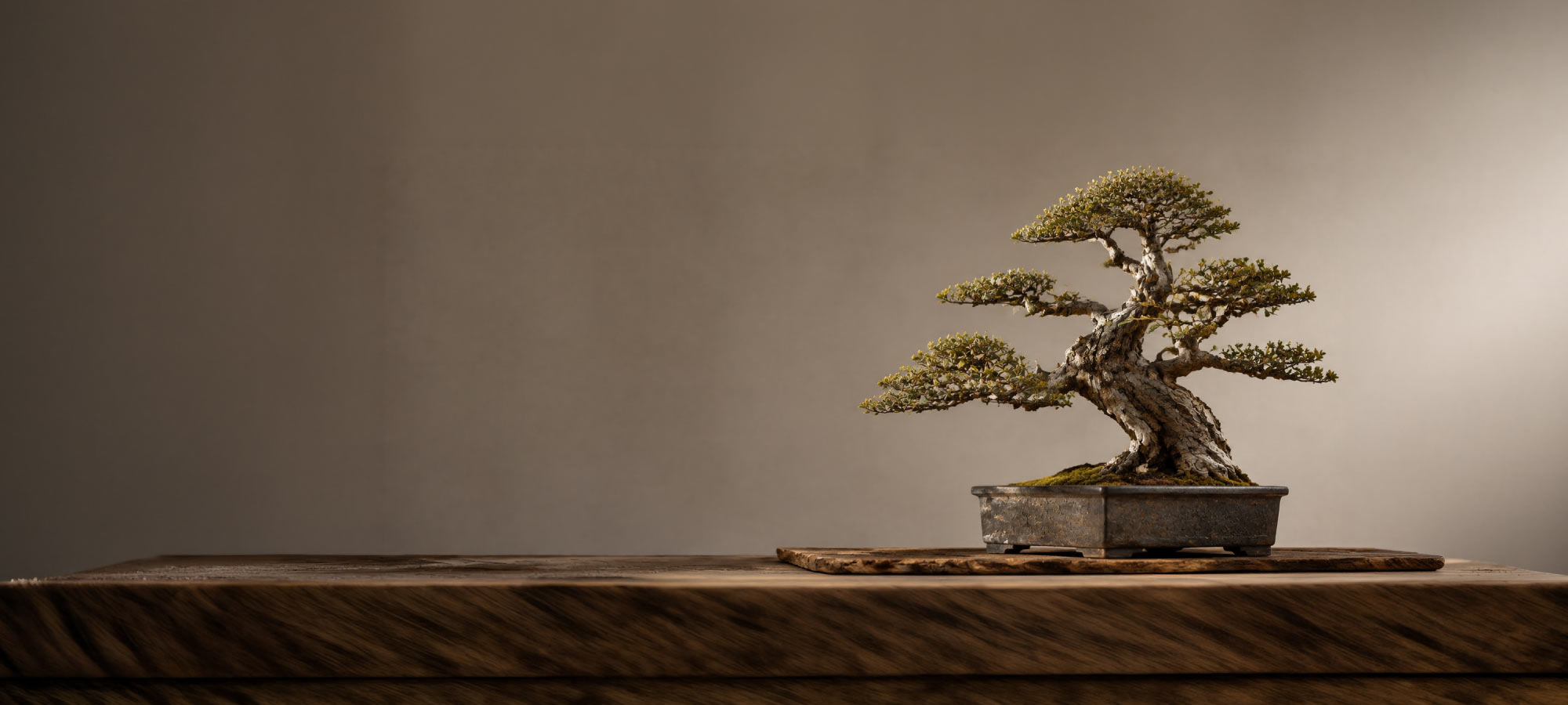 Bonsai tree on a table