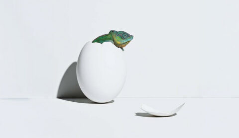 Chameleons hatches from egg