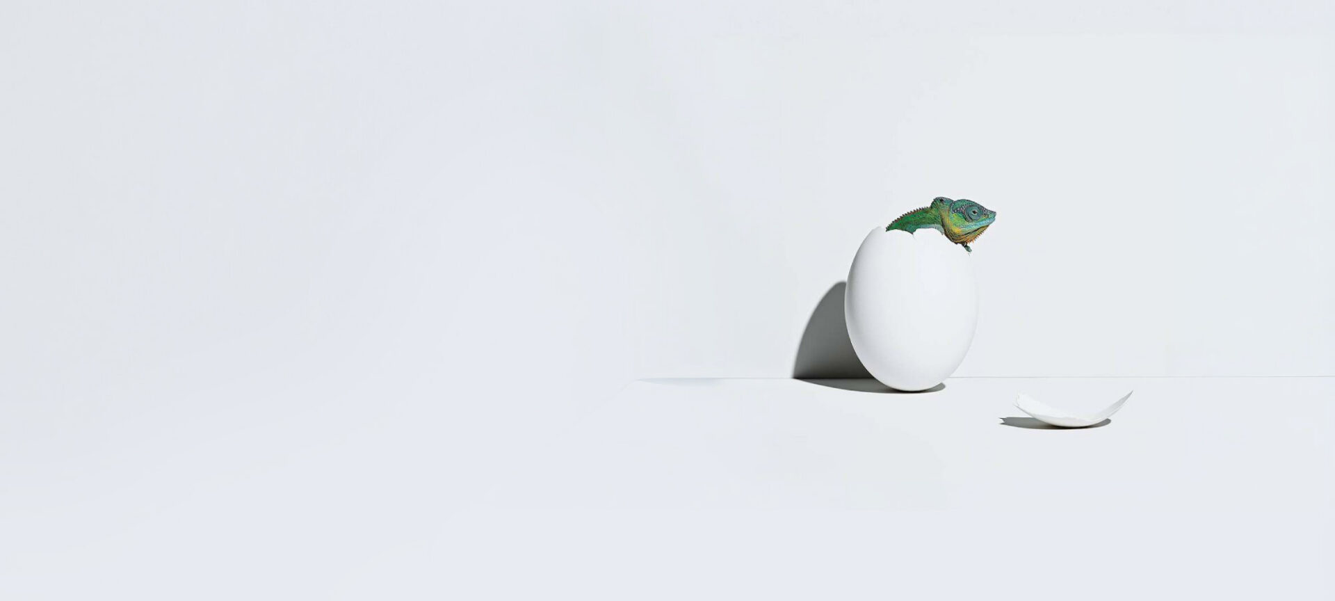 Chameleons hatches from egg