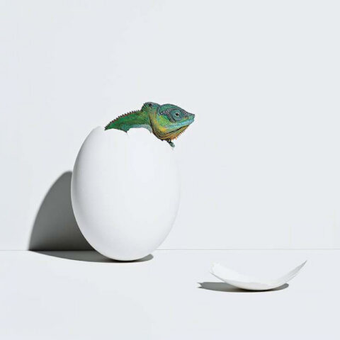 Chameleons hatches from egg