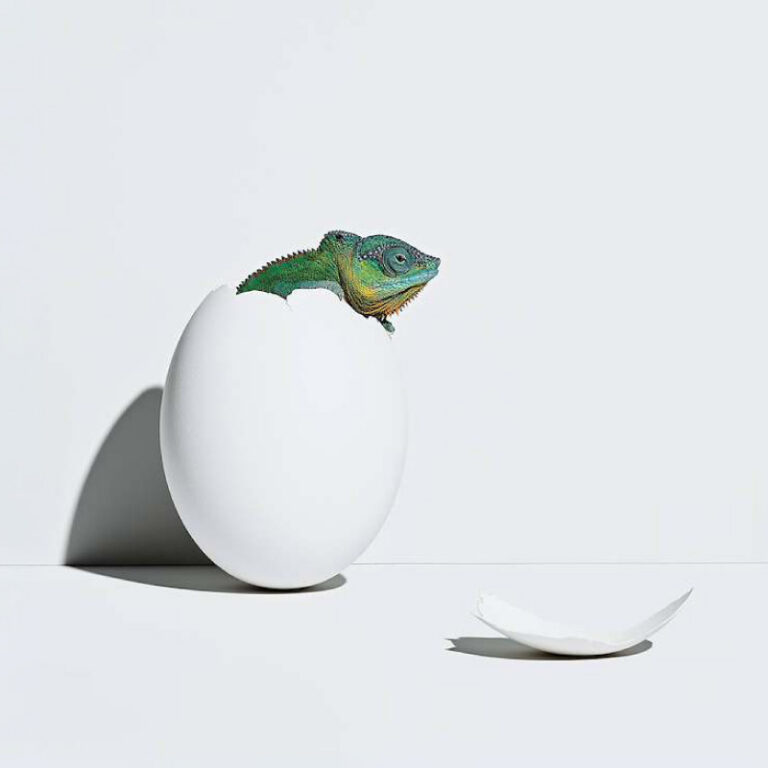 Chameleons hatches from egg