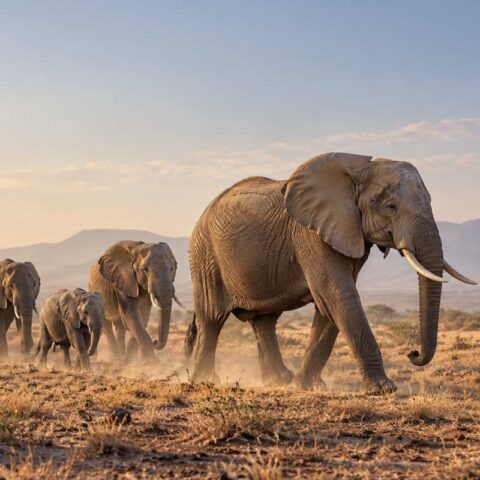 Leading the herd